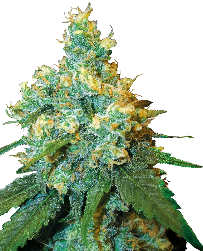 Jack Herer