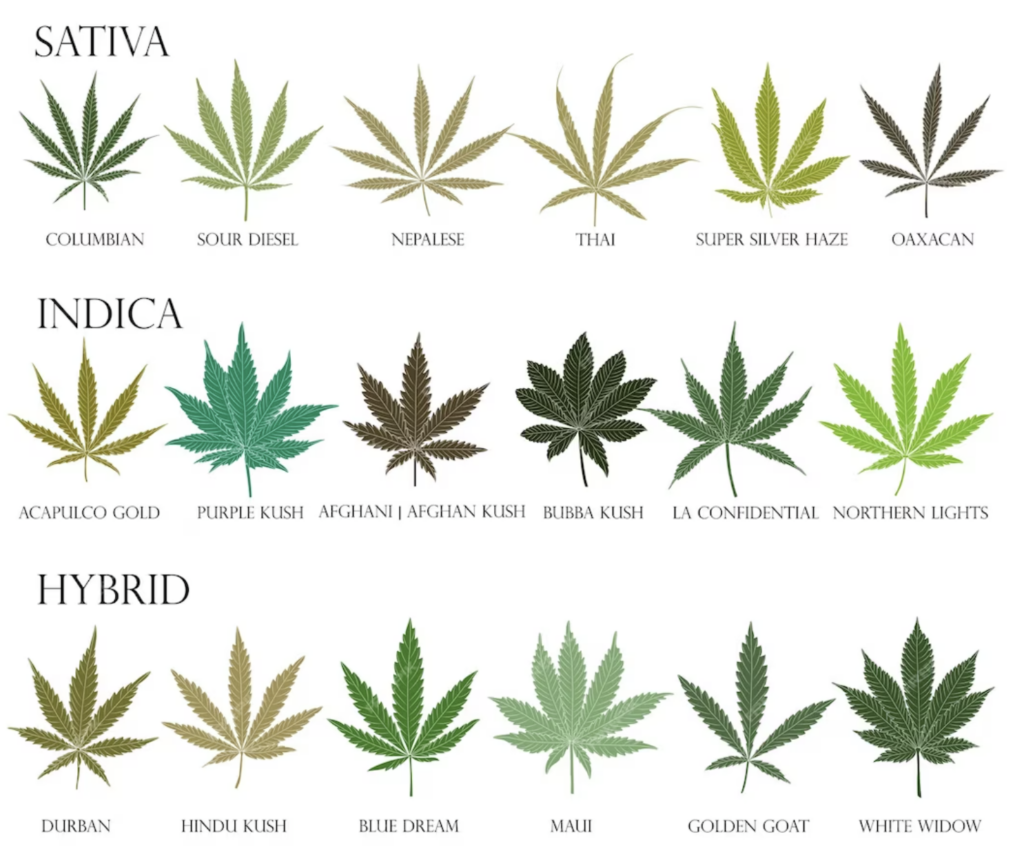 The Ultimate Guide to Understanding Cannabis Varieties and Uses
Cannabis sativa, Cannabis indica, and Cannabis ruderalis