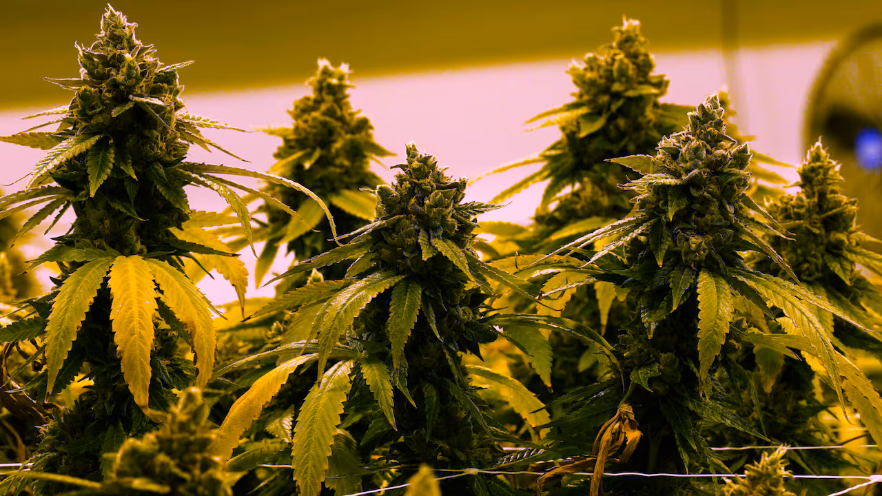 Buy Manitoba Cannabis Online