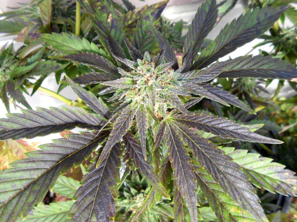 Buy Weed Online in PEI