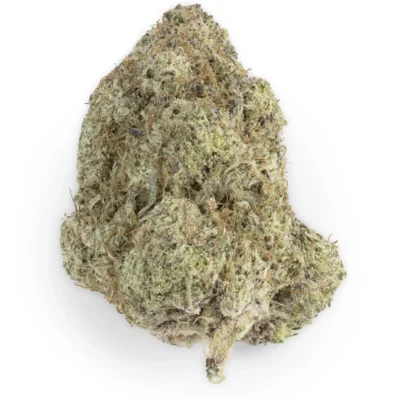 Grape Jubilee Hybrid g (Bigs)