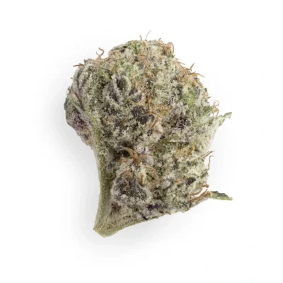 Grape Jubilee Hybrid g (Smalls)