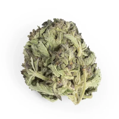 Future Wife Indica g